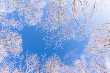 Obraz na płótnie Canvas 霧ケ峰から青空に映える霧氷