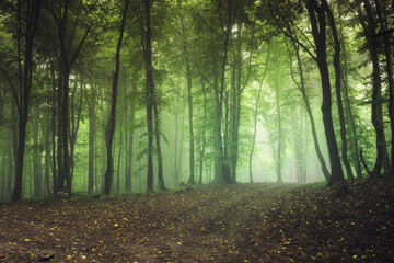 Obraz premium green woods in the morning, spring landscape