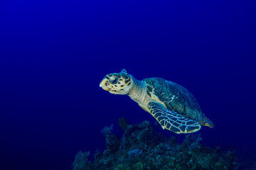 Fototapeta na wymiar A hawksbill turtle in the Caribbean sea Grand Cayman. The creature is isolated against the negative space of the deep blue ocean water above the reef that is the natural environment for this animal