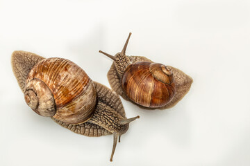 Two Garden snail isolated on white background