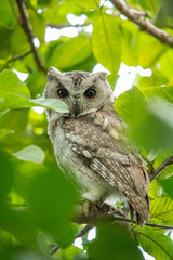 Owl sitting on a branch