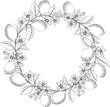 Round wreath of lemon branch . Frame made of lemons berrie, leaf and flowers.