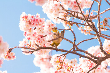 桜とメジロ