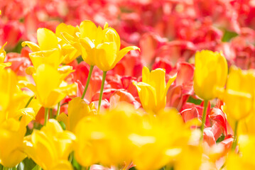 黄色のチューリップ