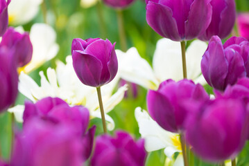 紫のチューリップ