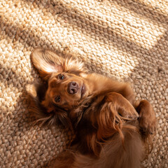 Brown dachshund lies belly up on a sesal carpet. Lazy pet relaxing at home. Dog with long ears. Sun...