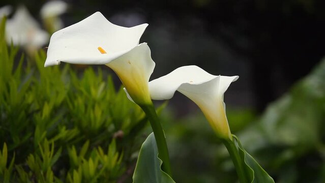 Close up of two white, yellow calla flowers moving slowly in the wind on Madeira Island