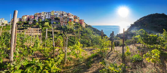 Corniglia in Cinque Terre, Italy with vineyards and terraces panorama