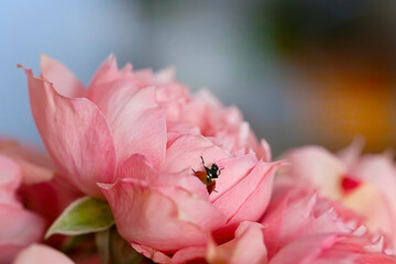 Beautiful pink roses on a blurred background with a bug on the petals. Postcard with close-up colors, background with space for copy, text, advertising, congratulations. Mother's Day, March 8, wedding