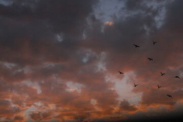 Birds in horizon sky twilight 