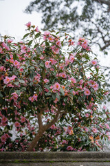 サザンカのお花の待ち受け