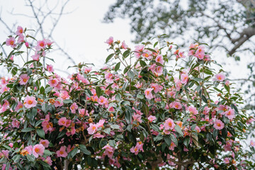 サザンカのお花の風景