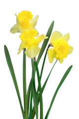 Obraz premium The spring cute yellow daffodils