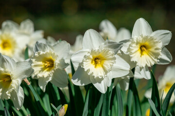 Blooming white daffodils in the garden.