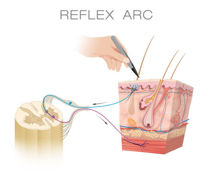 Spinal Reflex Arc Anatomical Scheme