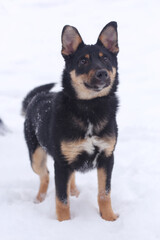  shepherd dog puppy full body photo on leash with human legs on snowy background