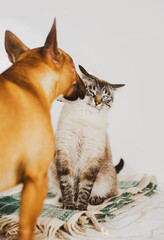 A cute tabby cat is sitting on a plaid blanket, and a playful red bull terrier is happily sniffing it. The cat and the dog are friends. Pets.