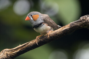 The Australian zebra finch or chestnut-eared finch (Taeniopygia castanotis)