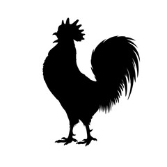 rooster isolated on white vector