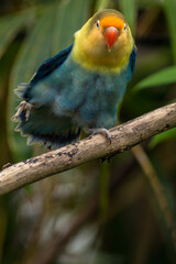 Fischer's lovebird (Agapornis fischeri) is a small parrot species of the genus Agapornis