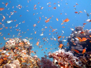 Red sea fish and coral reef 