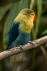 Fischer's lovebird (Agapornis fischeri) is a small parrot species of the genus Agapornis