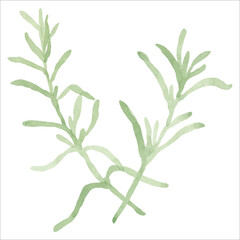 水彩で描いたローズマリーのイラスト