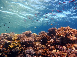 Fototapeta na wymiar Red sea fish and coral reef 