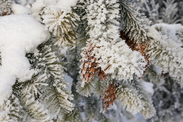 Evergreen trees in the garden covered by snow blanket, the still beauty of winter season.