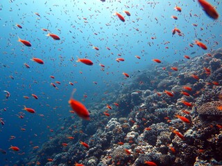 Fototapeta na wymiar Red sea fish and coral reef 