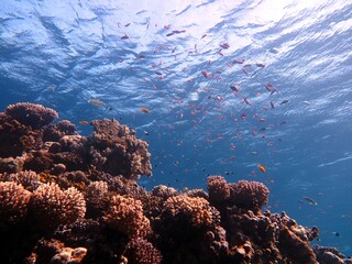 Red Sea fish and coral reef 