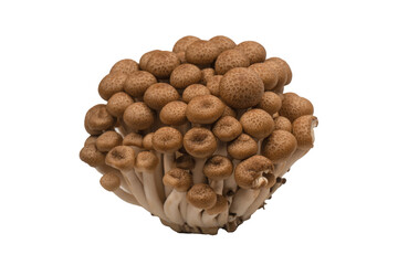 Raw beech mushrooms isolated on white background.