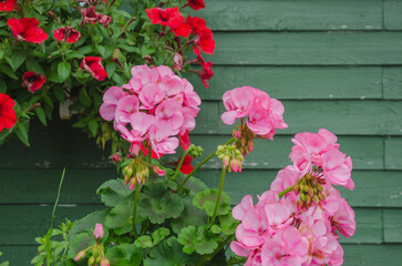 flowers for garden and house geranium pink