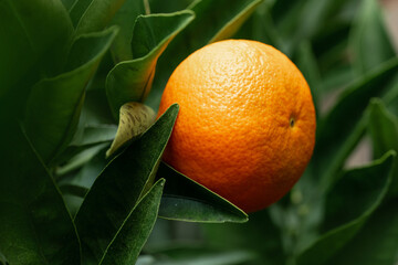 Ripe tangerine on a tree branch surrounded by green leaves