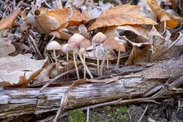 Fungi Mycena inclinata wood forest