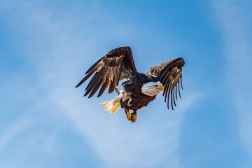 Isolated hawking bald eagle over blue sky