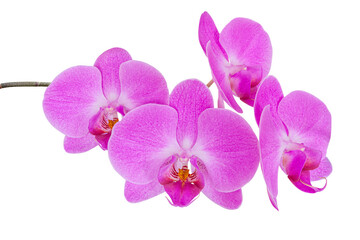 Branch of pink orchid flower isolated. png transparent