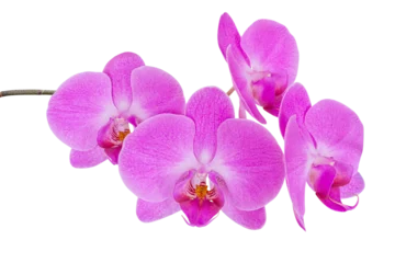Fotobehang Branch of pink orchid flower isolated. png transparent © Alex