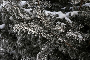 Evergreen trees in the garden covered by snow blanket, the still beauty of winter season.