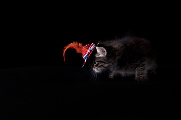 King's Day in Holland. A small fluffy kitten in a hat with an orange king's day symbol and the flag of the Netherlands. High quality photo. Copy space