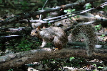 Obraz premium The squirrel runs through the forest clearing.