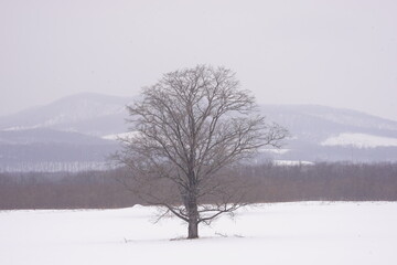The Harunire Tree, Large Elm Tree, in Tokachi, Hokkaido, Japan - 日本 北海道 十勝 ハルニレの木