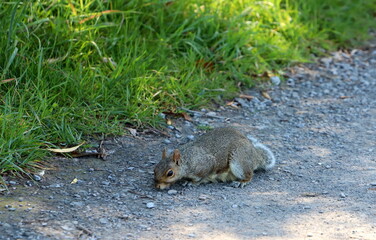 The squirrel runs through the forest clearing.