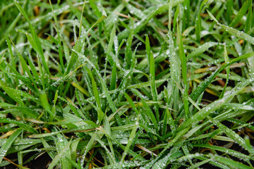 Young shoots of winter wheat with raindrops.