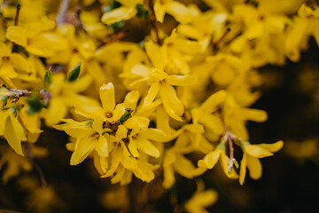 Close up of yellow forsythia flowers in springtime. Selective focus.