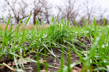 Close-up of young sprouts of winter wheat with raindrops.