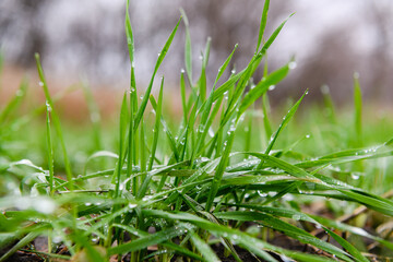 Close-up of young sprouts of winter wheat with raindrops.