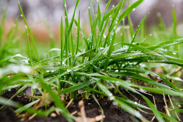 Close-up of young sprouts of winter wheat with raindrops.