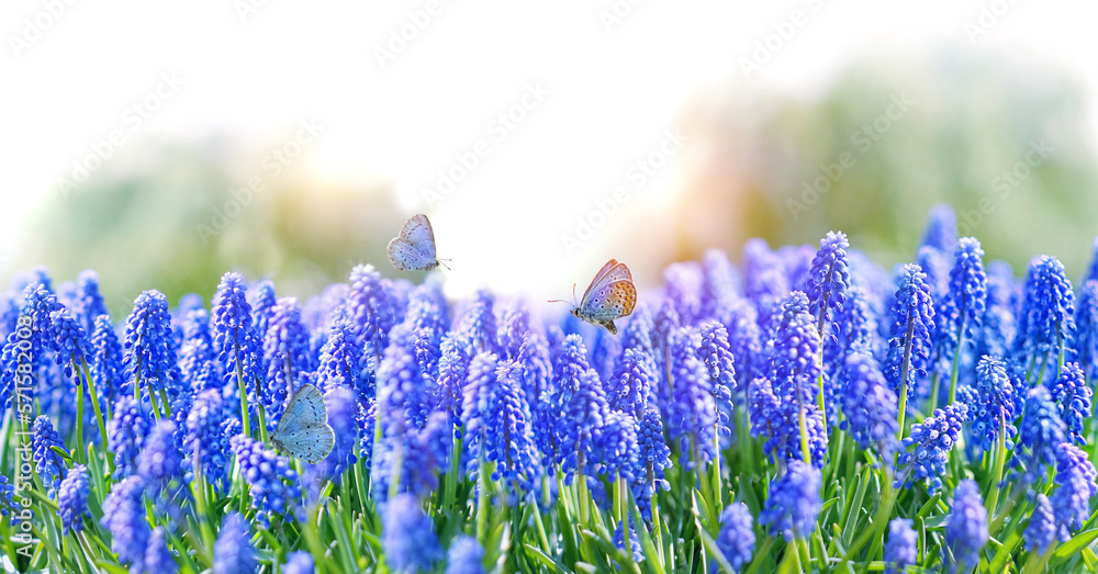 Wall mural Beautiful blue Muscari flowers and butterflies on floral meadow, abstract natural background. spring blossom season. Gentle dreaming fantasy artistic nature image. template for design