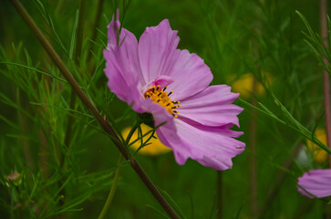 pink cosmea on the background of leaves. One beautiful simple flower